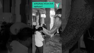 கடவுள் இருக்காரா இல்லையா trending kundrakudi elephantdeath facts [upl. by Erodisi331]