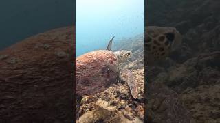 Loggerhead Sea Turtle at Cozy Reef miamiscubarocks [upl. by Nehtanhoj]