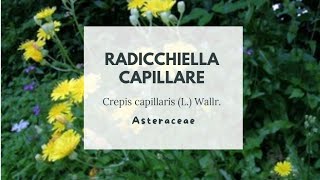 RADICCHIELLA CAPILLARE  Crepis capillaris L Wallr  Asteraceae  Smooth hawksbeard [upl. by Mihar]