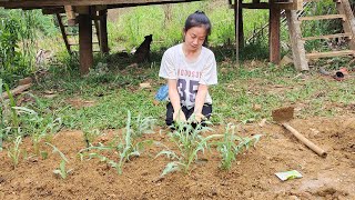 Build a peaceful life in the countryside where you can grow a vegetable garden for yourself [upl. by Huberman43]