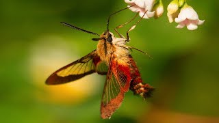 Hummingbird Moth Natures Incredible Mimic [upl. by Lebiralc]