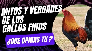 MITOS Y REALIDADES DE LOS GALLOS FINOS SABÍAS ESTO DE TUS GALLOS 🇺🇸🐓🇲🇽gallo gallofino galleros [upl. by Fishbein]