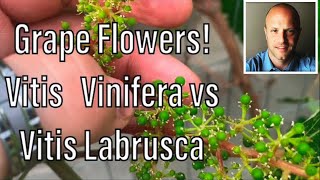 Grape Flowers Identify Vitis Vinifera vs Vitis Labrusca Common Grape vs Fox Grape [upl. by Ahsekin770]