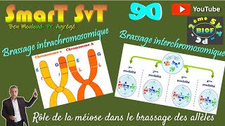 90Brassage interchromosomique et brassage intrachromosomique [upl. by Reffotsirk]