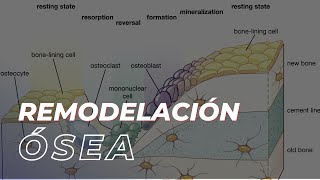 El proceso de remodelación ósea [upl. by Dilan]