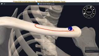 ANATOMY OF CLAVICLE WITH MUSCLE ATTACHMENTS3D VIDEOUPPER LIMB3D ANATOMY [upl. by Robbin388]