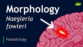 Naegleria fowleri  Morphological features  Parasitology  Basic Science Series [upl. by Letsirc262]