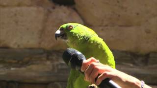 Parrot Sings Seven Songs at Disney World [upl. by Bel]