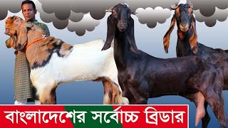 বাংলাদেশের সবচেয়ে বড় ব্রিডার এবং ধামাকা অফারে পাচ্ছেন উন্নত হাই কোয়ালিটি সুপার সব ছাগল  Goat farm [upl. by Aleetha172]