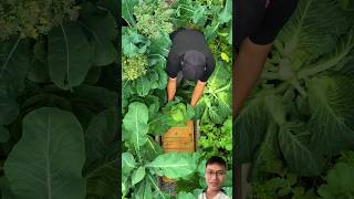 Harvesting Massive Cabbages in the Home Garden sonlv [upl. by Hollenbeck]