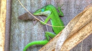 Green Anole Lizards Mating and Change Color [upl. by Trelu]