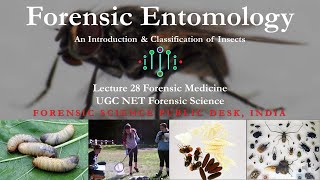 Forensic Entomology  An Introduction amp Classification  Lecture  28  UGC NET  Forensic Science [upl. by Onoitna]