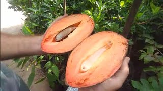 Mamey Mamei  Pouteria Sapota  produzindo em vaso a venda em Niterói RJ whatsapp 21 989297468 [upl. by Emelin527]