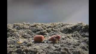 Time Lapse Video Germination of Seed [upl. by Egroeg]