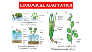 Ecological Adaptation  Hydrophytes Part  I [upl. by Reedy]