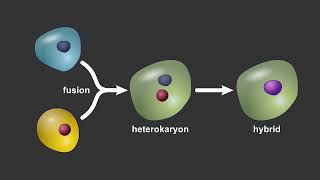 Modifying Cell Identity Through Reprogramming [upl. by Wallis787]