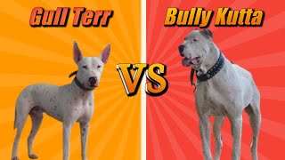 Bully Kutta Vs Gull Terrier  Gultair Versus Bully Kutta  Dogs Junction [upl. by Anma132]