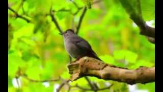 Gray Catbird making lots of calls and sounds [upl. by Todd491]