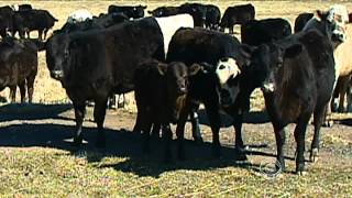 Mad cow disease discovered in Calif [upl. by Aramoix404]