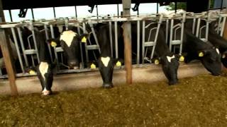 Dairy Farming Documentary [upl. by Nava]