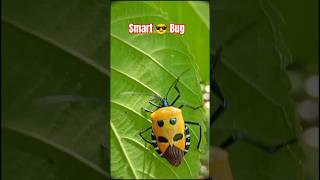 Smart 🪲 Bug unique smart bugytshorts viralvideo [upl. by Yaned]