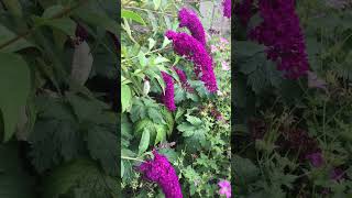 Buddleia Butterfly bush  Purple champion buddleia Davidii short butterfly bush plants flowers [upl. by Jansen]