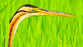 ✅ Cuál es el mejor objetivo para fotografiar aves 📷 Curso fotografía de aves 310 [upl. by Raquel]