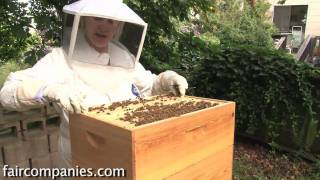 The magic of urban beekeeping a backyard San Francisco hive [upl. by Aissatsana]