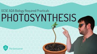 AQA GCSE Biology Required Practical  Photosynthesis [upl. by Anaj]