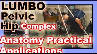 Anatomy Review Lumbo Pelvic Hip complex  Nerdy NASM Biomechanics stuff [upl. by Tnaryb75]