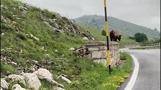 Video Orso a Roccaraso Aremogna Monte Zurrone [upl. by Adnilemre]