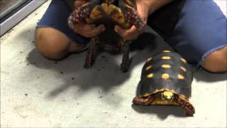 Adult Red Footed Tortoises [upl. by Annaid819]