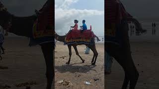 umargam beach camel sawari video beach [upl. by Ileak]