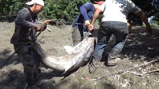 10 Peces monstruo capturados en Rios de Colombia [upl. by Llenej]