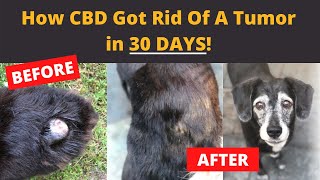 How CBD got rid of this dogs tumor in 30 days [upl. by Saoj]