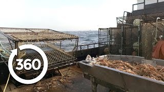 Sorting Crabs 360 Video [upl. by Najram454]