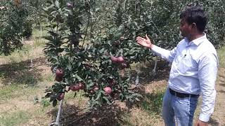 Jeromine  Red Delicious  Apple  Variety  M9  HDP  Dr Niranjan Singh  Dr YSPUHF [upl. by Inuat]