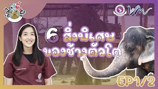 ก่อไค่อู้หื้อฟัง ตอน6 สิ่งพิเศษของช้างตัวโต EP12 [upl. by Gabe]