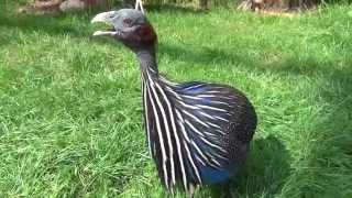 Vulturine Guineafowl sings [upl. by Dowd]