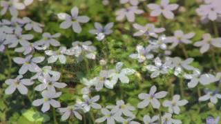 Gardening Tips amp Flowers  How to Grow Blue Star Creeper Pratia Angulata [upl. by Anolahs268]