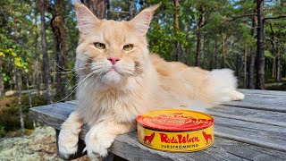 Cat Tries Surströmming  The Smelliest Food In the World [upl. by Norris]