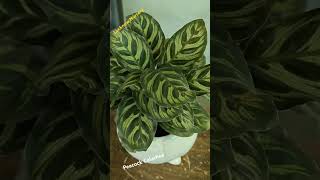 Calathea plant Calathea makoyana peacock plantcalatheaIndoor plants Lucknow Nursery [upl. by Trevlac810]