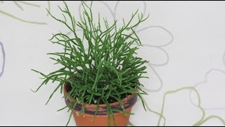 Rhipsalis cereuscula  Korallenkaktus Mistletoe Cactus [upl. by Cirtemed704]