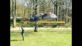 The Andean Condor is absolutely enormous [upl. by Jenni402]