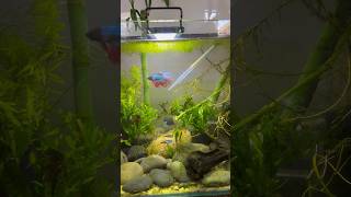 Feeding a betta community tank 🌱❤️ bettafish betta fishtank aquarium pets [upl. by Holey]