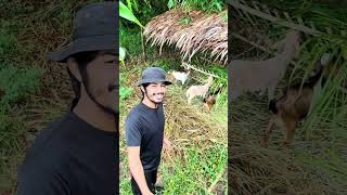 Napier Grass Goat Farming [upl. by Tibbitts]