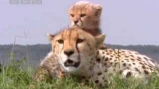 Cute baby cheetah cubs in danger  BBC wildlife [upl. by Nahs]