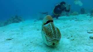 Palau Chambered Nautilus [upl. by Annoeik]