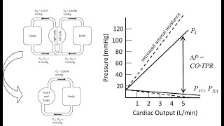 Pressures Flows amp Volumes in the Cardiovascular System [upl. by Hogarth190]