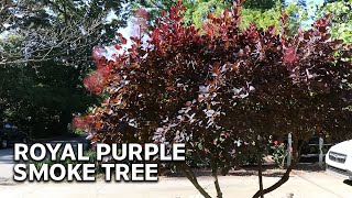 All About Royal Purple Smoke Tree [upl. by Ahso]